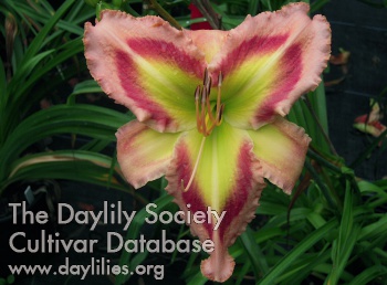 Daylily Queen of Green